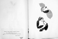 Taphrina deformans image